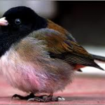 fat bird