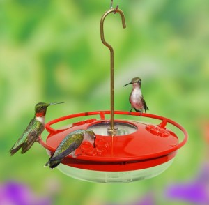 hummingbirds
