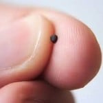 mustard seed