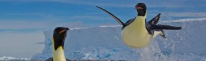 penguins