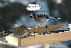 blue jay mourning dove