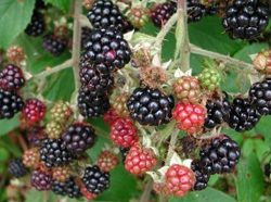 ripening-blackberries