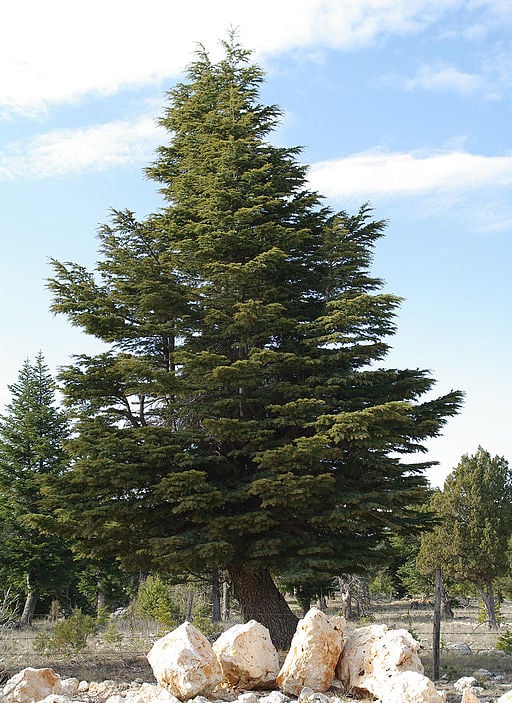 Cedrus_libani_-_Lebanon_cedar_02