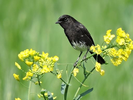 Pied_bush_chat,Saketarri,_near_Sukhna_lake_Chandigarh,_India