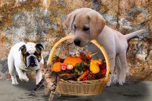 Thanksgiving animals-2829373__480