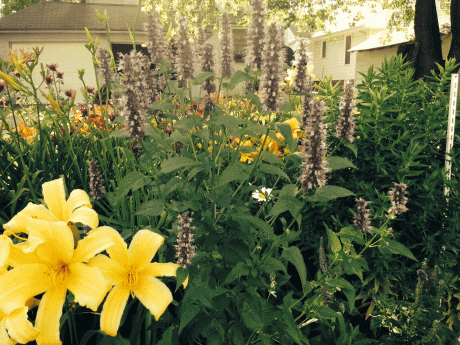 flowerlily