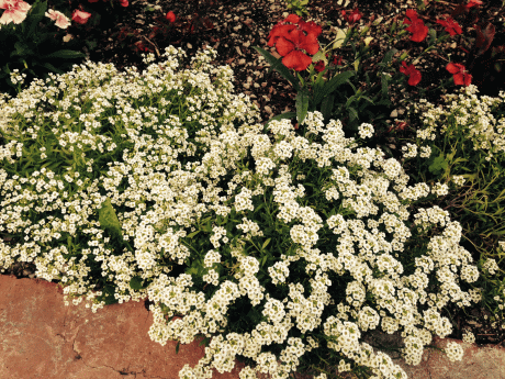 flowers