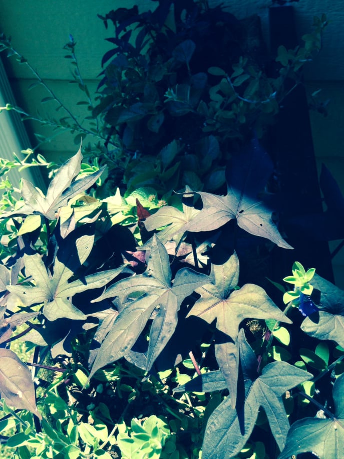 plant