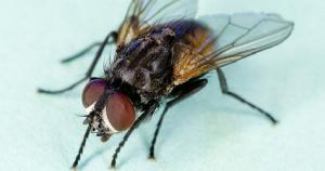 Ten billion flies can't be wrong!