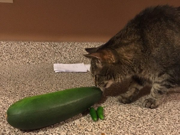 Casper, my cat, sniffing out the massive zucchini.