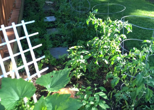 Tomatoes, my first harvest. 