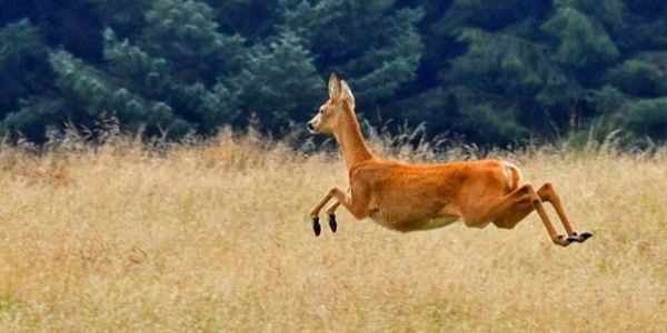 Run like a deer. Wikimedia Commons.