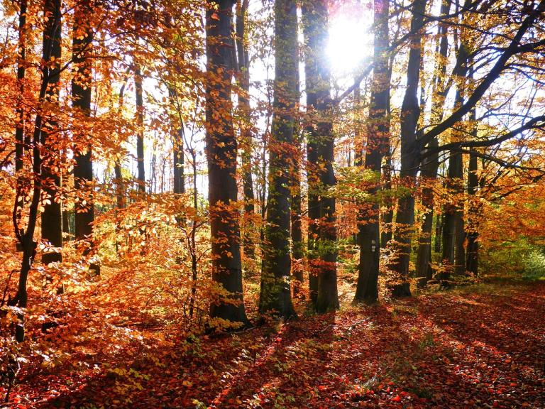 Autumn Nature Tree Leaves Forest Equinox mabon pagan wiccan holiday