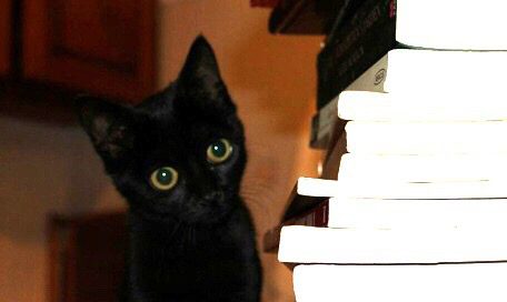 Black cat with pagan wiccan witch books