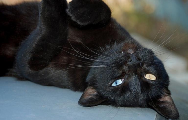 black cat speak gods pagan witch article blog how