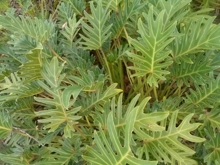 plant see face trees leaves nature random scenery pagan witch ability pareidolia