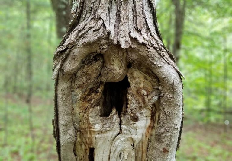 see face trees leaves nature random scenery pagan witch ability pareidolia