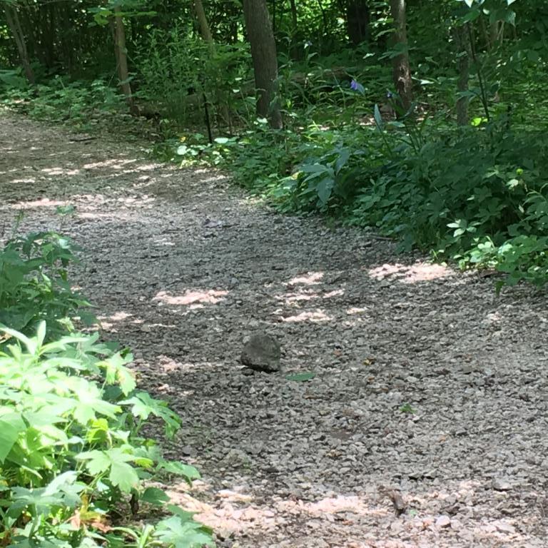 plant tree nature spirits find pagan witch walk out of place rock path