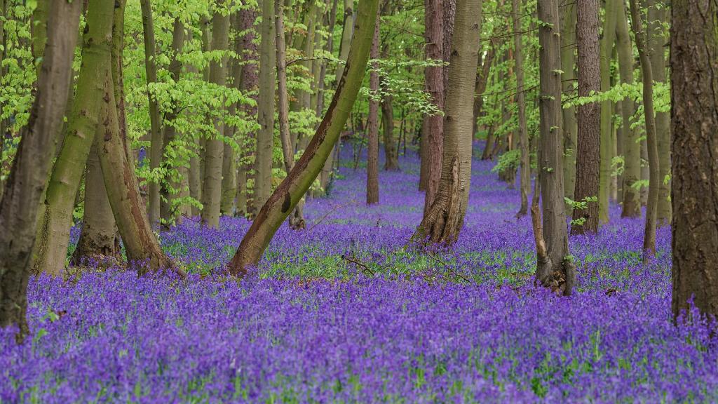 Wikimedia Commons Bluebells pagan love story hades persephone pagan greek gods love story springtime can wait