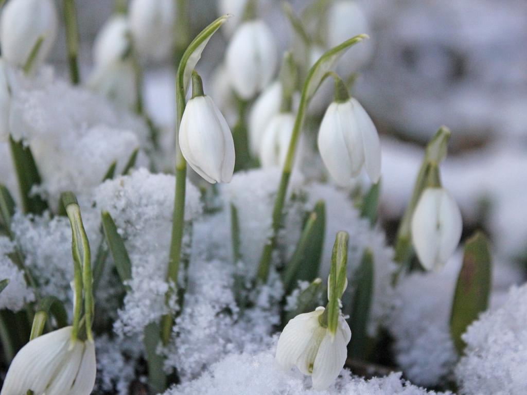 snowdrops in snow first flower persephone's thought about returning to world pagan