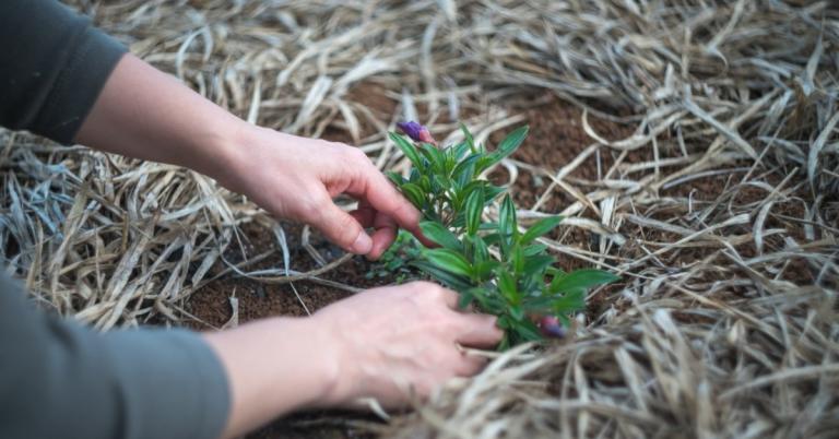 plant something do something pagan witchcraft magical green witch