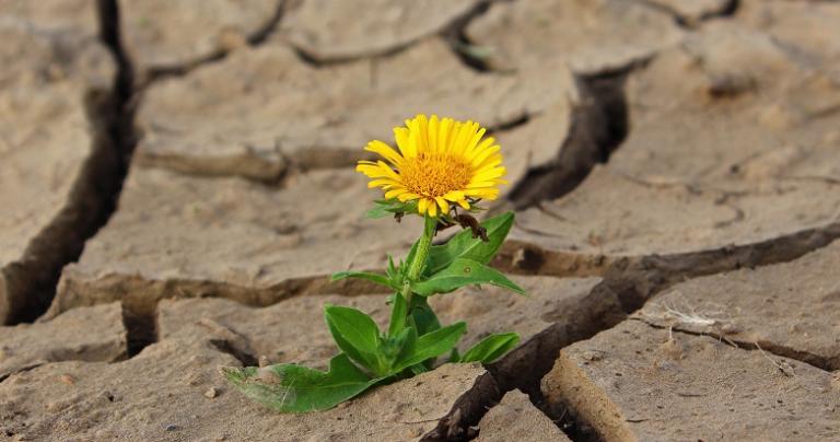 A color photograph of a yellow dandelion flower growing up through cracked dry earth.
