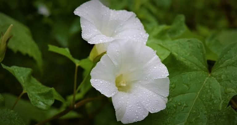 A color photograph of a white morning glory blossom covered in dewdrops.