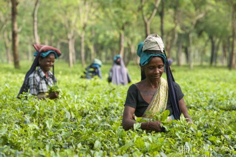 God Knows Pruning Will Transform Us - KP Yohannan - Gospel for Asia