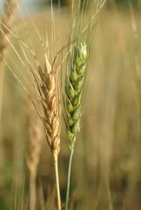 CS of wheat on stalk.