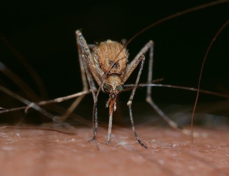 The female mosquito spreads the malaria virus - KP Yohannan - Gospel for Asia