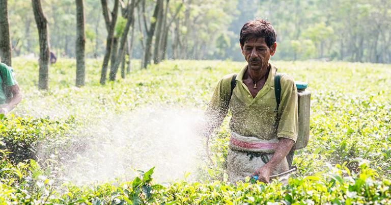 Tea plantation workers often only earn an average of $1.30 a day - KP Yohannan - Gospel for Asia