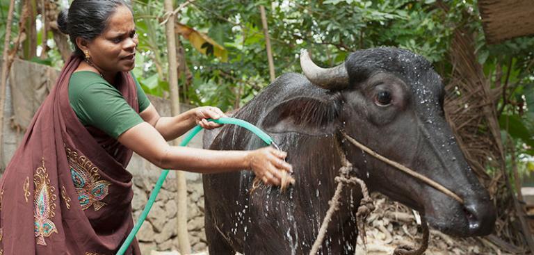 A microfinance loan enabled this woman to buy a water buffalo and keep her family out of the cycle of poverty - KP Yohannan - Gospel for Asia