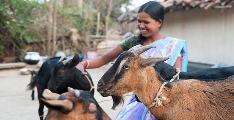 Income producing gifts, like these goats, help lift impoverished families in Asia out of the trap of poverty.