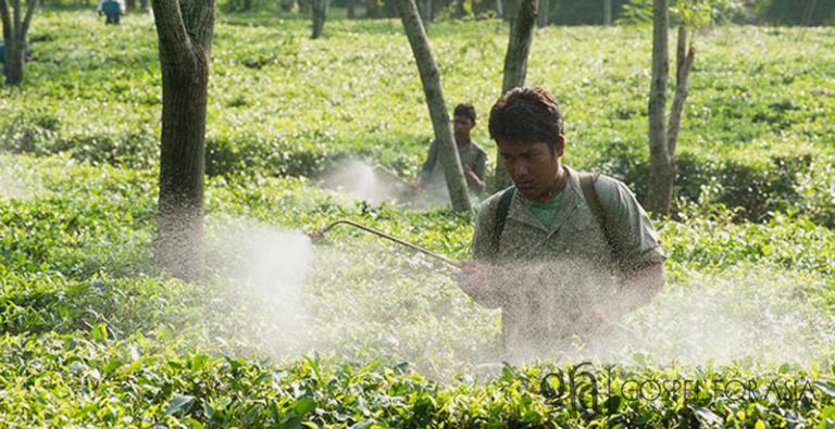 Much like these men working in a tea garden in Asia, Nalah and his family lived and worked long hours trying to scrape up enough money to live on. Often the wages simply weren’t enough for his family.