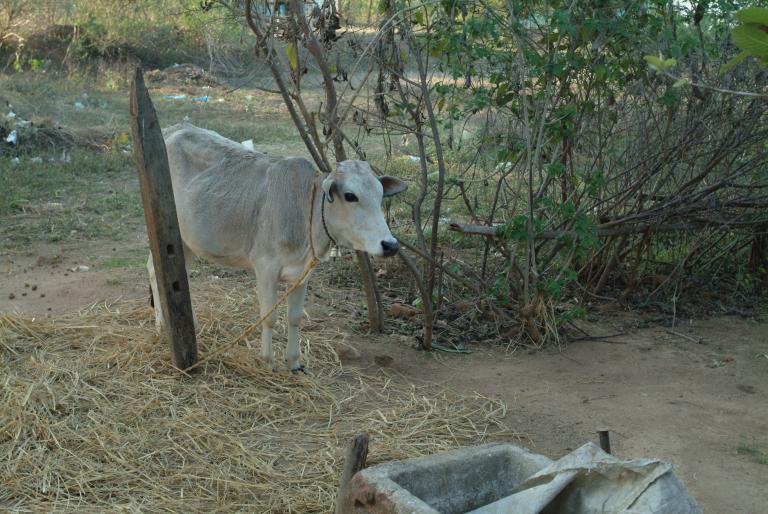 After Tavish received a cow through GFA's Christmas Gift Catalog, his family's financial status improved greatly! They become doubly blessed when their cow gave birth to a new calf, providing more hope for their future stability.