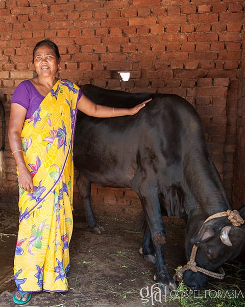 Discussing Rajvi and her husband, Parash – the all to common story of a family gripped by poverty – and the untold blessing a cow brings to lift an entire family from poverty.