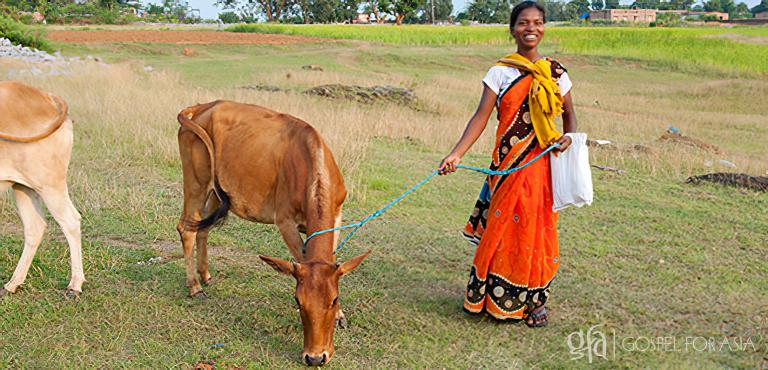 Gospel for Asia (GFA World) founded by Dr. K.P. Yohannan: Pastor Boro told his leaders about his concerns for Kalapi’s family. Then, during a Christmas gift distribution, Kalapi received a cow and a calf!