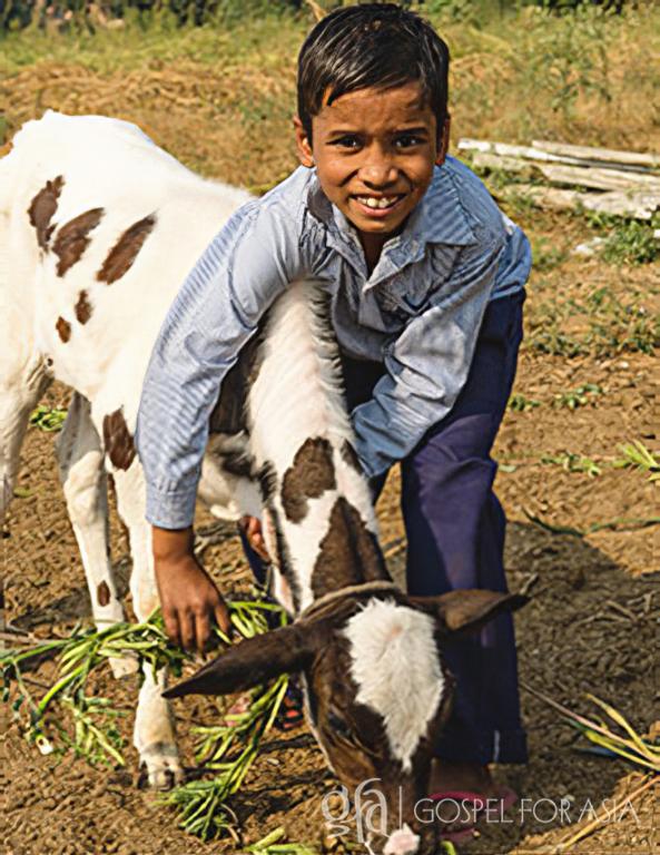 Gospel for Asia (GFA World) founded by Dr. K.P. Yohannan: A gift of cows brings blessing. 