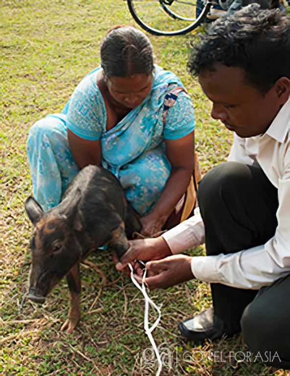 GFA World founded by Dr. K.P. Yohannan: Wanting to help Kia, Pastor Taru sought to provide her with Gospel for Asia supplied piglets.