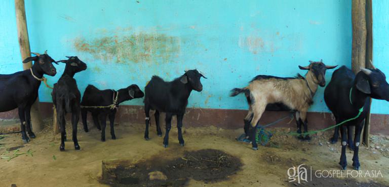 Gospel for Asia founded by Dr. K.P. Yohannan: God is using these goats to bring Kripal and Bani out of poverty and remind them of His continual presence.