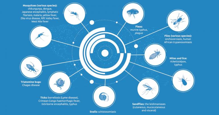 Vectors can cause numerous diseases in humans