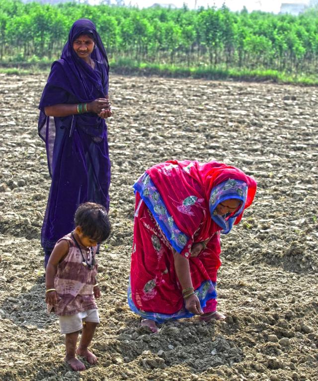 This family of a widow is planting an entire field completely by hand.