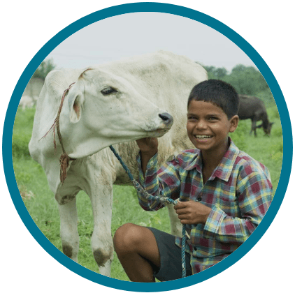 Boy and an income generating gift of a cow