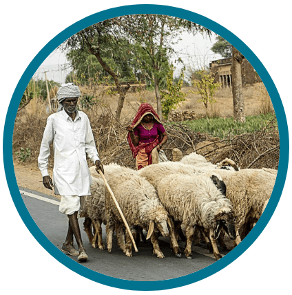 Man and woman in poverty and income generating gifts of sheep