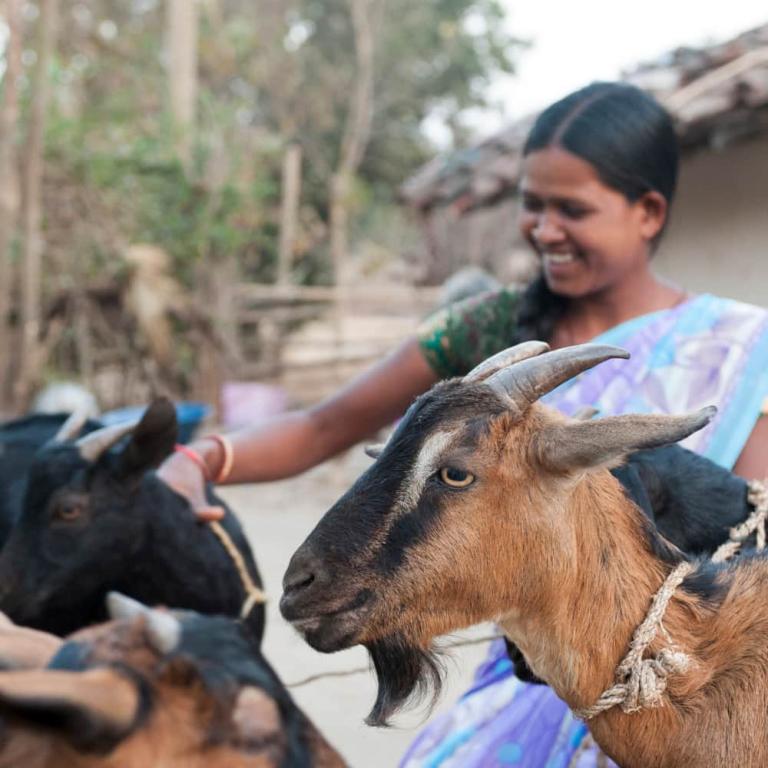A woman receives goats from GFA World's Christmas gift distribution