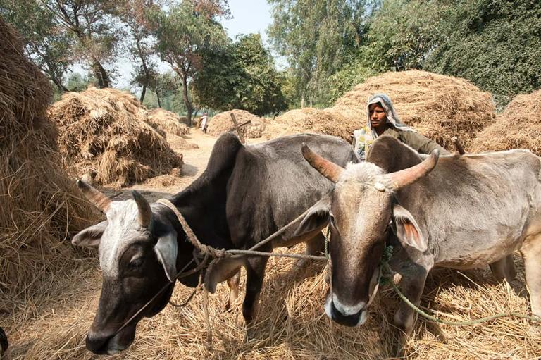 A woman in Uttar Pradesh blessed with two cows from GFA World gift distribution