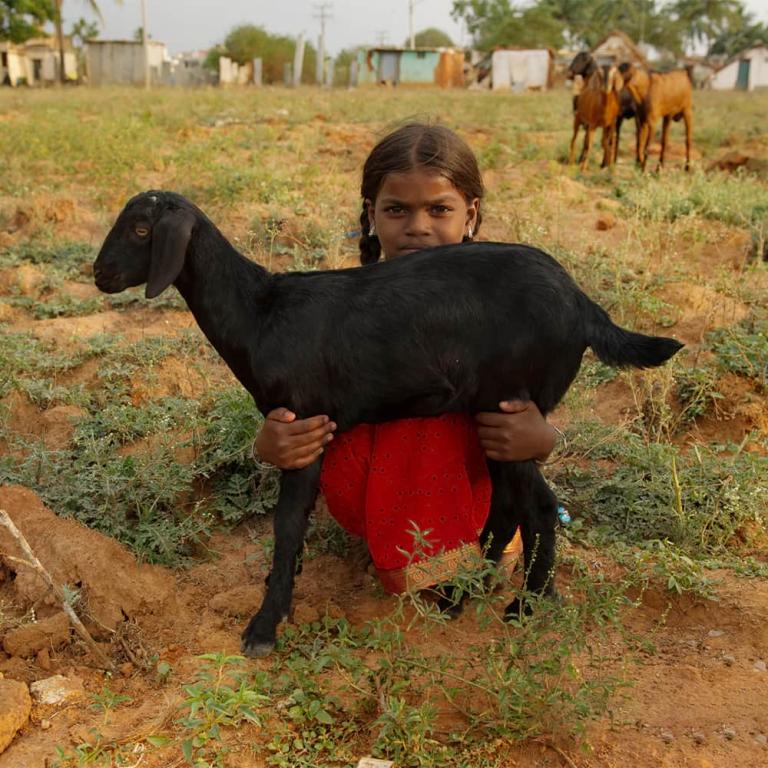 A little girl and an income generating gift of a goat