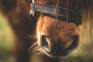 Horse from Pexels