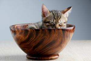 Kitten in bowl by Pexels