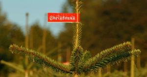 christmas_christmas_tree_buy-2